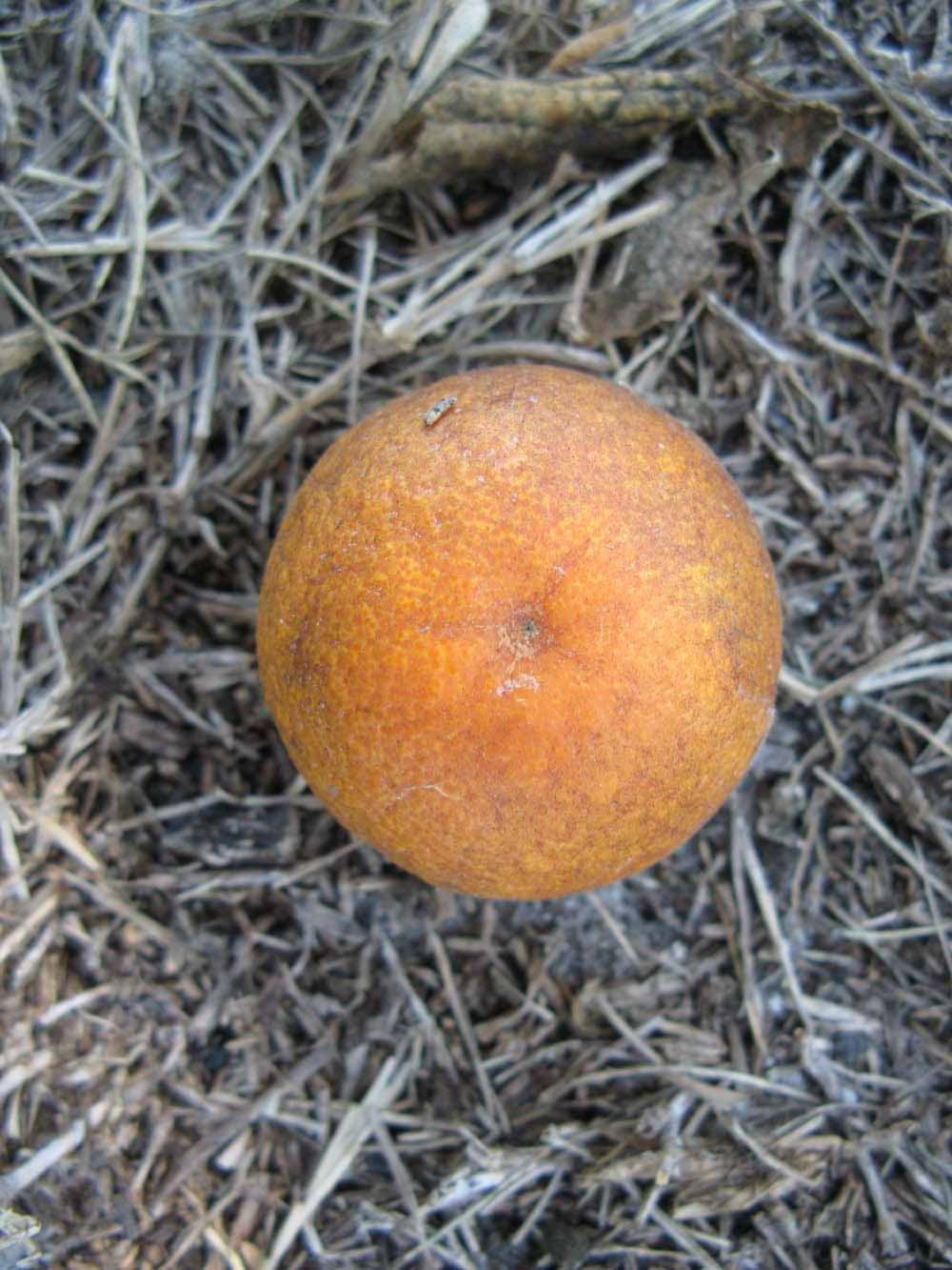            Fruit (Winter Haven, FL)   